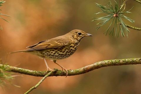 Song Thrush (Turdus philomelos), Utrecht, Netherlands