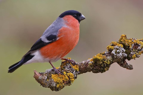 Eurasian Bullfinch (Pyrrhula pyrrhula) male, Carinthia, Austria