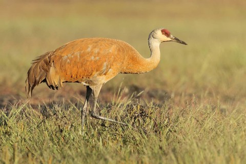 Sandhill Crane (Antigone canadensis), Alaska, USA