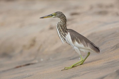 Indian Pond Heron (Ardeola grayii), Sri Lanka