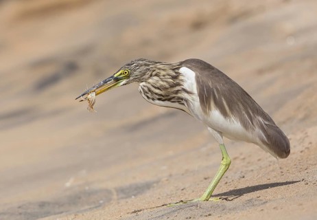 Indian Pond Heron (Ardeola grayii) eating a crab, Sri Lanka