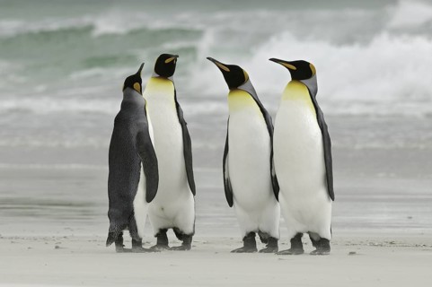 King Penguin (Aptenodytes patagonicus), Falkland Islands