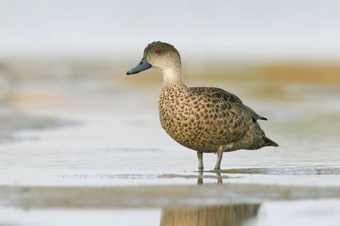 Grey Teal (Anas gracilis), Victoria, Australia