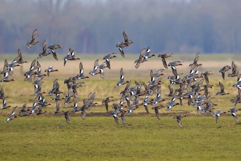 Eurasian Wigeon (Mareca penelope) flock flying, Netherlands