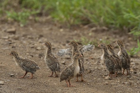 Helmeted Guineafowl (Numida meleagris) juvenile, Mpumalanga, South Africa