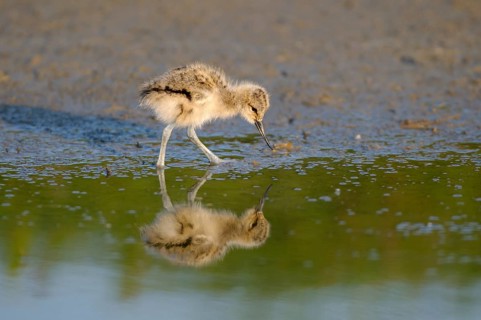 Saebelschnaebler (Recurvirostra avosetta), Avocet, Jungvogel bei der Nahrungssuche, mit Spiegelung,