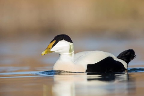 Common Eider (Somateria mollissima) male, Thurgovia, Switzerland