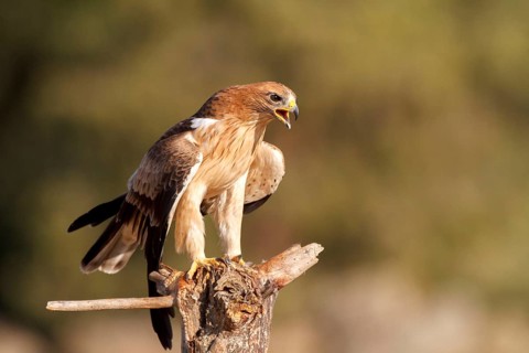 Booted Eagle (Hieraaetus pennatus) juvenile, Castile and Leon, Spain