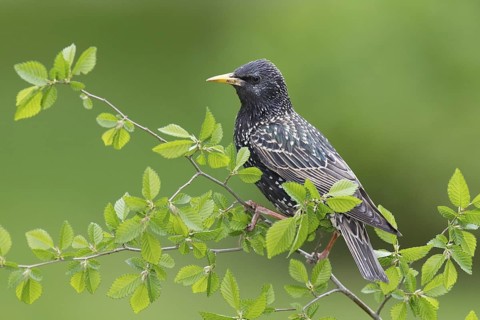 Common Starling (Sturnus vulgaris), Brandenburg, Germany