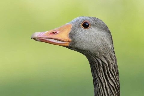 Greylag Goose (Anser anser), Brandenburg, Germany