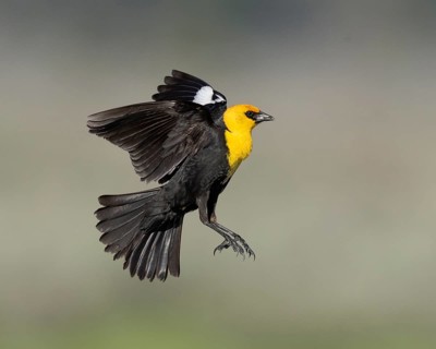 Yellow-headed Blackbird (Xanthocephalus xanthocephalus) male flying, California, USA