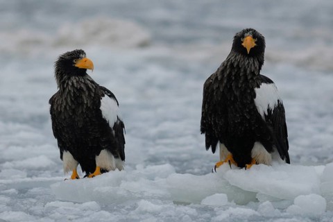 Steller's Sea Eagle (Haliaeetus pelagicus), Hokkaido, Japan