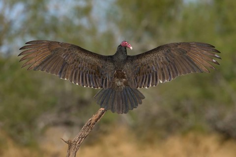Turkey Vulture (Cathartes aura), Texas, USA