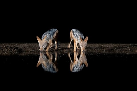 Black-backed Jackal (Canis mesomelas) two adult drinking at waterhole at night, South Africa