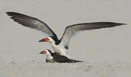 Black Skimmer (Rynchops niger), Texas, USA
