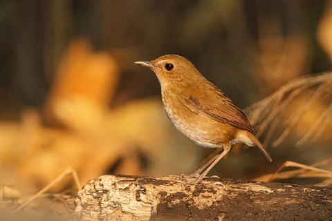 Lesser Shortwing (Brachypteryx leucophris), Doi Lang, Thailand