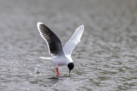 Hunting little gull (Hydrocoloeus minutus, Larus minutus) adult in summer plumage in flight