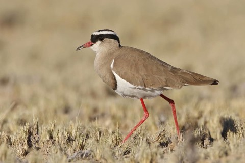 Crowned Lapwing (Vanellus coronatus), Northern Cape, South Africa