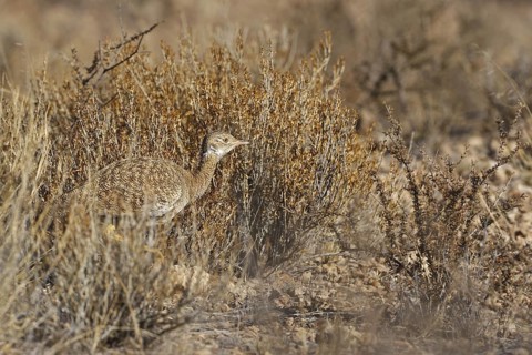 Northern Black Korhaan (Afrotis afraoides) female, Northern Cape, South Africa