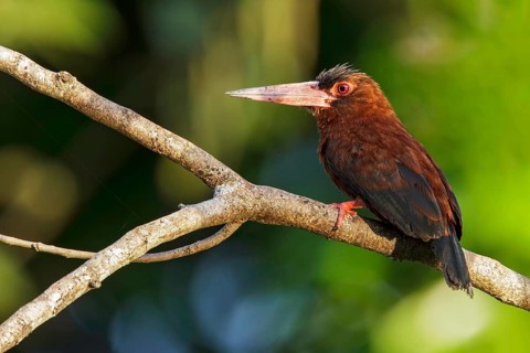 Purus Jacamar (Galbalcyrhynchus purusianus) perched on a branch in Manu National Park, Peru