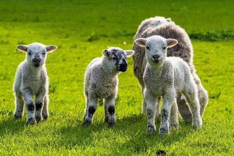 Sheep and farm in Lake District National Park, Coniston Water, Cumbria, England, United Kingdom