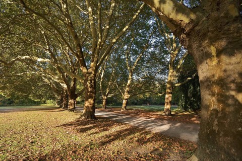 Path and common plane tree or Platanus × acerifolia (Platanus x hispanica, Platanus × acerifolia,