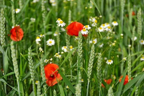 Wheat (Triticum aestivum) ears with poppies (Papaver rhoeas) and daisies (Leucanthemum vulgare) in