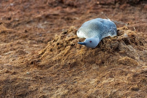 Red-throated diver (Gavia stellata) breeding on the nest, Aventdalen, Longyearbyen, Spitsbergen,