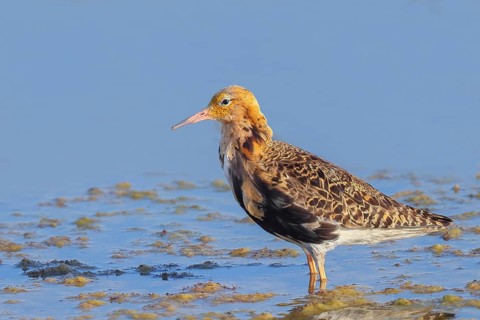 Ruff, (Philomachus pugnax), male looking for food, standing in shallow water, wildlife, animals,
