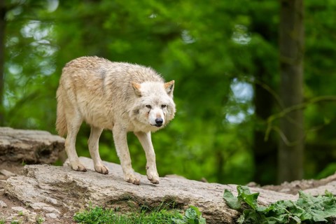 Eastern wolf (Canis lupus lycaon) standing on a little hill, Bavaria, Germany