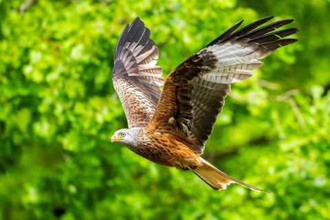 Red kite (Milvus milvus) flying in a forest in early summer, Bavaria, Germany