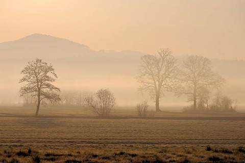 Meadows and trees in the early morning mist in the light of the rising sun, Reusstal, Aristau,