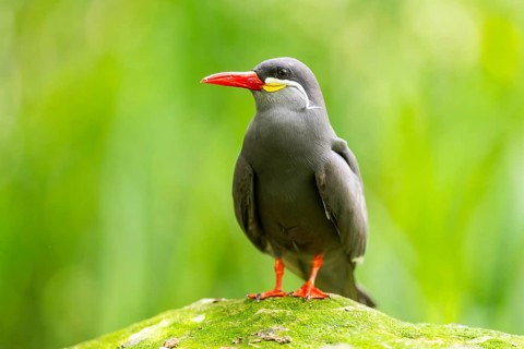 Inca tern (Larosterna inca) sitting on a rock, captive, Zoo Augsburg, Germany