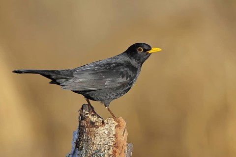 Blackbird (Turdus merula), male, sitting on an old tree stump in the forest, Wilnsdorf, North