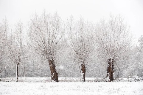 Old gnarled pollarded trees, pollarded willows in the snow on the Lower Rhine, on the left bank of