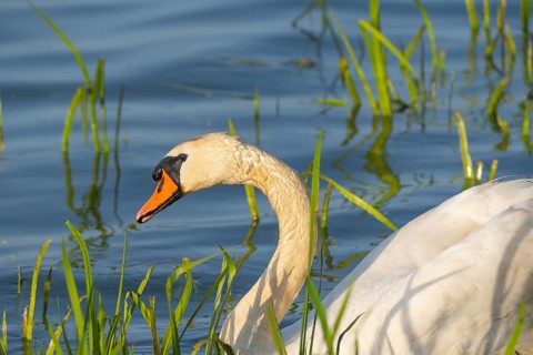 A Mute Swan (Cygnus olor) swimming on the shore of the Steinhuder Meer, animal photo, bird, bird