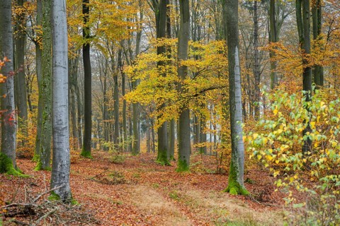 European beech (Fagus sylvatica), colored leaves in autumn in a beeck forest, Bavaria, Germany