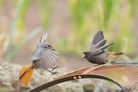 Female black redstart (Phoenicurus ochruros) approaching to feed a young bird on a wire mesh,