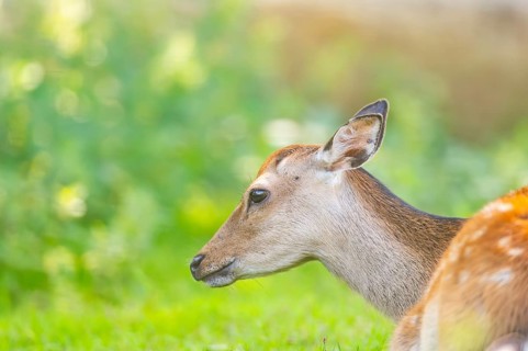 Sika deer (Cervus nippon) lying on a meadow, Bavaria, Germany
