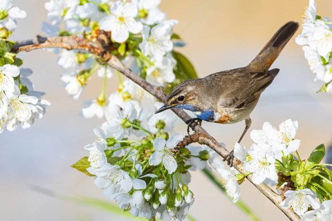 Bluethroat (Luscinia svecica cyanecula) ml Germany