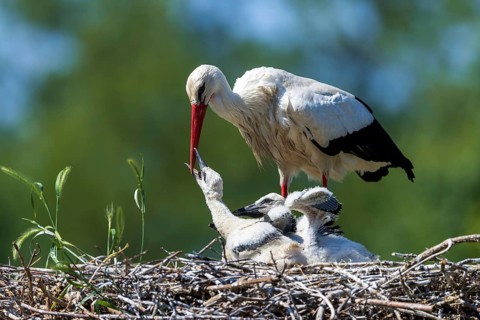 Stork feeding its chicks in the nest in front of a green, blurred natural backdrop, White Stork