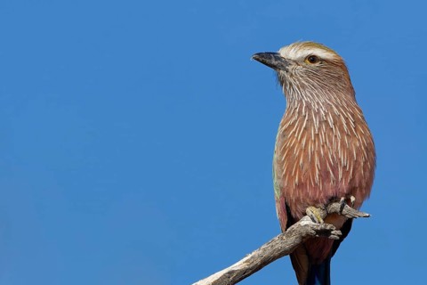 Lilac-breasted roller (Coracias caudatus), sitting on a branch, at the top of a tree, bird