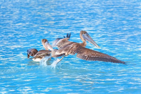 Brown pelican (Pelecanus occidentalis) starting flight, Key West, Florida, USA
