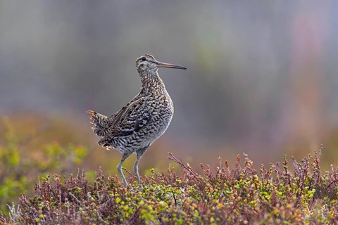 Great snipe (Gallinago media) male displaying at lek on tundra breeding ground in spring (June),