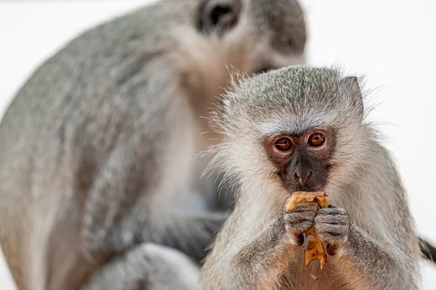 Southern vervet monkey (Chlorocebus pygerythrus) juvenile feeding, Kruger National Park, South