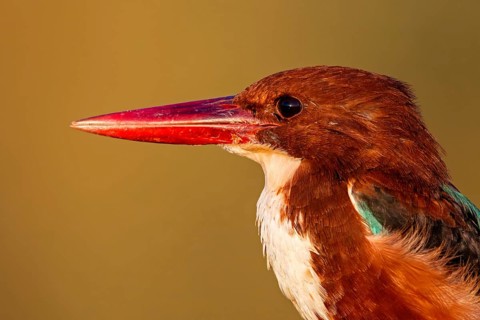 Braunliest, Smyrna Kingfisher, White-breasted Kingfisher, White-throated Kingfisher, Halcyon