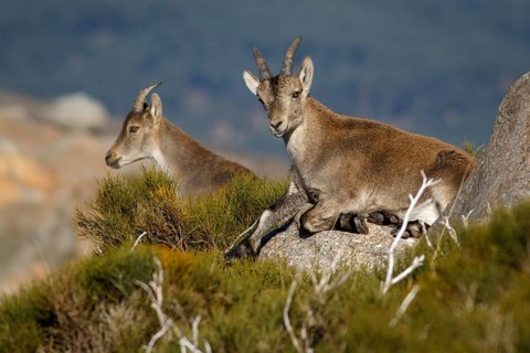 Western Spanish ibex (Capra pyrenaica victoriae) group standing on rocks, Sierra de Gredos, Castile