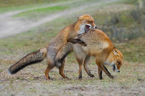 Red Fox (Vulpes vulpes) pair fighting and playing, Netherlands