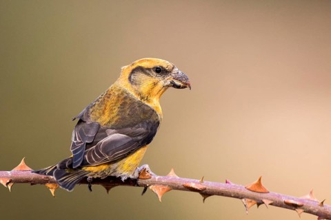 Red Crossbill (Loxia curvirostra) male perched on a branch, Aragon, Spain