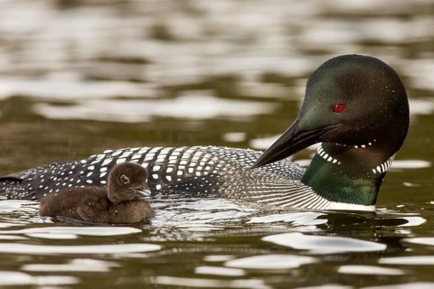 Great Northern Loon (Gavia immer) with chick, British Columbia, Canada